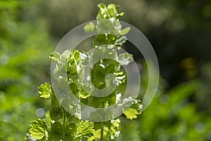 Moluccella laevis apple green shell flowers in bloom, bells of Ireland flowering plant