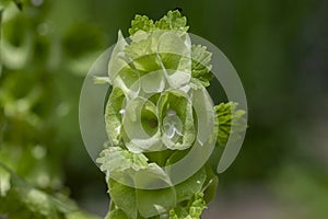 Moluccella laevis apple green shell flowers in bloom, bells of Ireland flowering plant