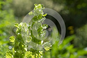 Moluccella laevis apple green shell flowers in bloom, bells of Ireland flowering plant