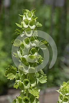Moluccella laevis apple green shell flowers in bloom, bells of Ireland flowering plant
