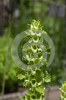 Moluccella laevis apple green shell flowers in bloom, bells of Ireland flowering plant