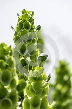 Moluccella laevis or Bells of Ireland or Molucca balmis or shellflower or shell flower