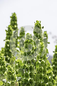 Moluccella laevis or Bells of Ireland or Molucca balmis or shellflower or shell flower