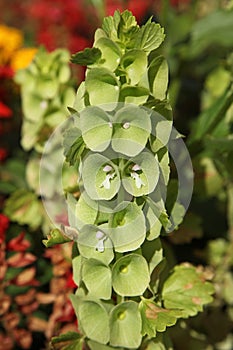 Moluccella laevis, known by the English vernacular names Bells-of-Ireland