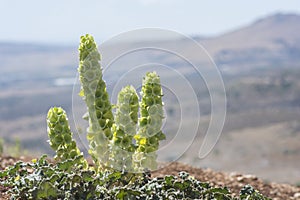 Moluccella plant, also known as the `Bells of Ireland`, native to Central and southwestern Asia and the Mediterranean