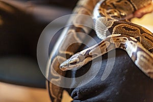 moluro python snake portrait
