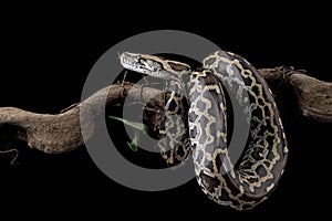 Molurus bivittatus snake closeup on isolated background