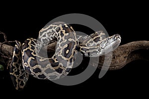 Molurus bivittatus snake closeup on isolated background