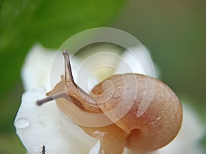 Molusca on the flower