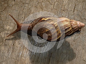 Molusca gastropoda