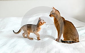 Mom adult cat, small little newborn kitty. Wild-colored kitten of Abyssinian cat breed on soft white blanket playing in