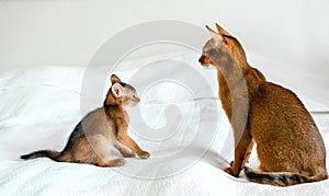 Mom adult cat, small little newborn kitty. Wild-colored kitten of Abyssinian cat breed on soft white blanket playing in