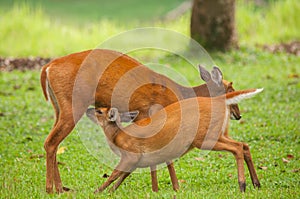 Mom ans baby barking deer