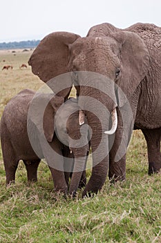 Mom and Baby Elephant