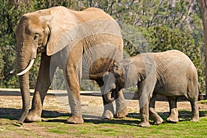 Mom and Baby Elephants