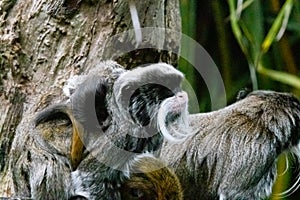 A mom and baby Emperor tamarin Saguinus imperator at a local zoo