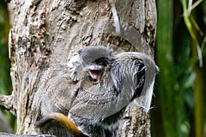 A mom and baby Emperor tamarin Saguinus imperator at a local zoo