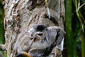 A mom and baby Emperor tamarin Saguinus imperator at a local zoo