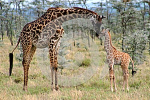 Mom and Baby Giraffe photo