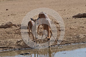 Mom and baby Impala