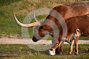 Mom and Baby Longhorn Steer with a Salt Lick