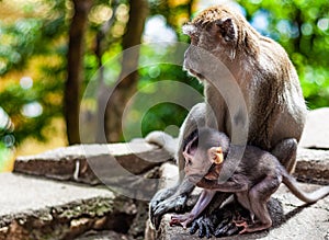 Mom and baby macaque