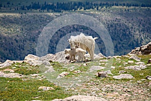 Mom and Baby Mountain Goat in Mount Evans