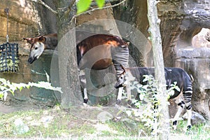 A mom and baby okapi