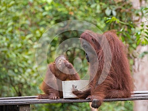Mom and baby orangutans have breakfast in the jungles of Indonesia