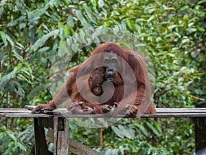 Mom and baby orangutans sleepily sit on a wooden platform (Indone