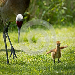 Mom and Baby Sandhill Cranes