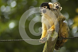 Mom And Baby Squirrel Monkeys