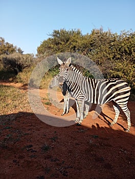 mom and baby zebra