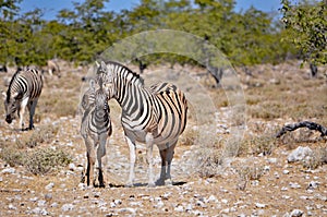 Mom and baby zebra