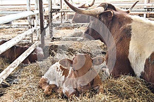 Mom and calf in pen at stockyards