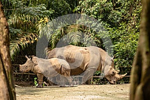 Mother and calf of White rhino or square-lipped rhinoceros, Ceratotherium simum.