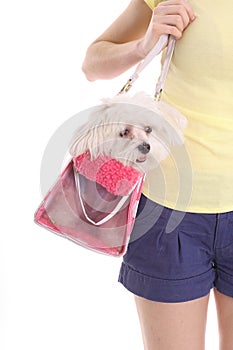 Mom carrying pooch in purse