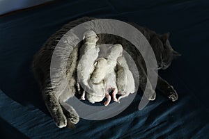 Mom cat feeding British Shorthair lilac kittens, newborns on blue background