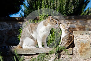 Mom cat washes and licks her little kitten tongue