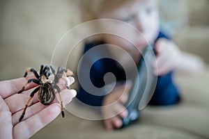 Mom caught a huge tarantula spider crawling past a child playing with a mobile phone. Arachnophobia