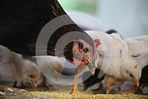 A mom chicken eating grained maiz with her chicks