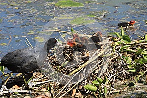 Mom coot duck feeds her ducklings on the lake, raising offspring in the wild, taking care of her cubs, survival in difficult