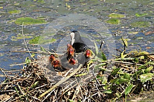 Mom coot duck feeds her ducklings on the lake, raising offspring in the wild, taking care of her cubs, survival in difficult