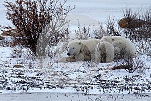 Mom and Cub Resting in the snow