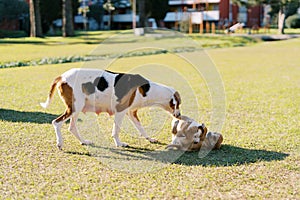 Mom dog plays with her puppies on a green meadow