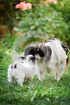 Mom dog sniffs puppy