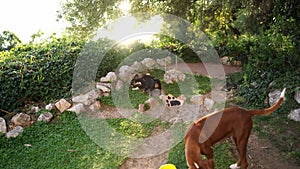 Mom dog watches her puppies frolic in a green meadow