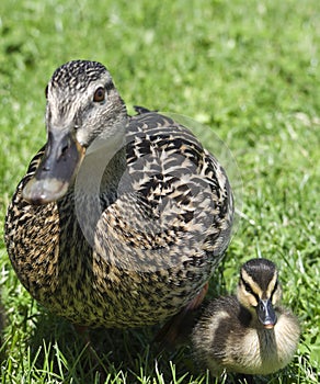 Mom duck and puppy