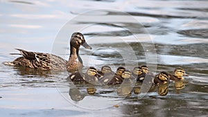 Mom duck swimming on a river with baby ducklings