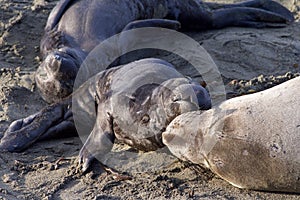 Mom elephant seal with pups on beach